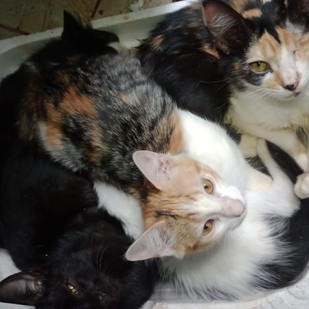 Direfang-Nami-e-Piratinha