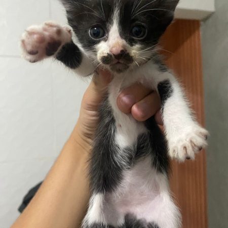 bebe